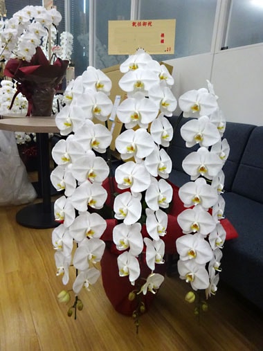 胡蝶蘭白3本立｜お届け一覧｜むつ美花店