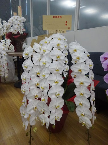 胡蝶蘭白3本立｜お届け一覧｜むつ美花店