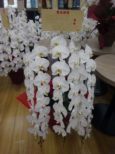 胡蝶蘭白3本立｜お届け一覧｜むつ美花店