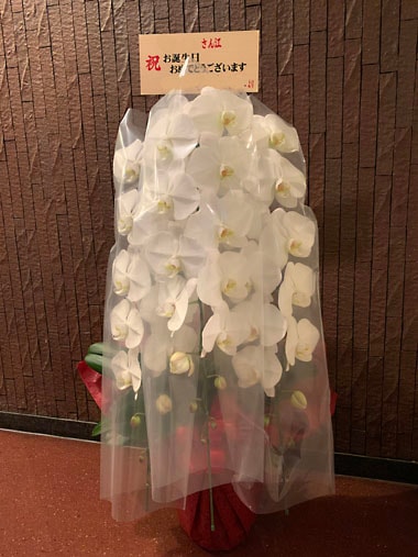 胡蝶蘭白3本立｜お届け一覧｜むつ美花店