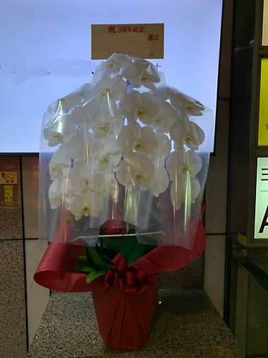胡蝶蘭白3本立｜お届け一覧｜むつ美花店