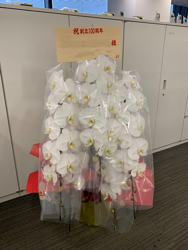 胡蝶蘭白5本立｜お届け一覧｜むつ美花店