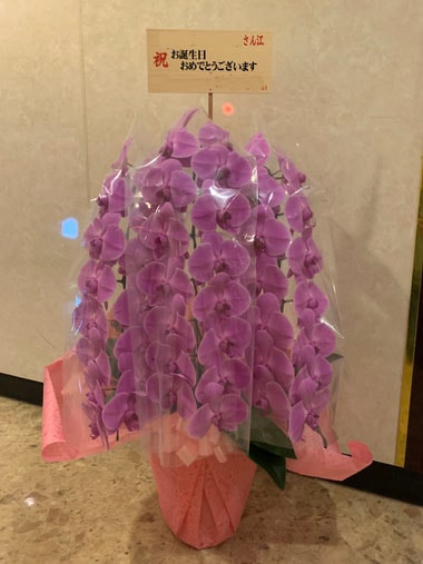 胡蝶蘭ピンク3本立｜お届け一覧｜むつ美花店