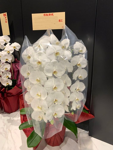 胡蝶蘭白3本立｜お届け一覧｜むつ美花店