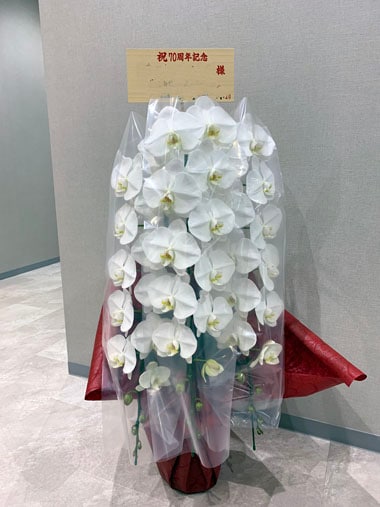胡蝶蘭白3本立｜お届け一覧｜むつ美花店