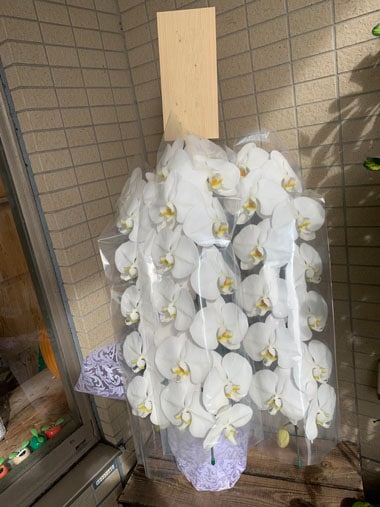 胡蝶蘭白3本立｜お届け一覧｜むつ美花店