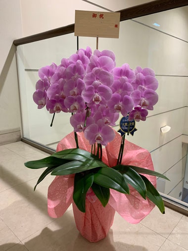 ミディ胡蝶蘭ピンク3本立｜お届け一覧｜むつ美花店