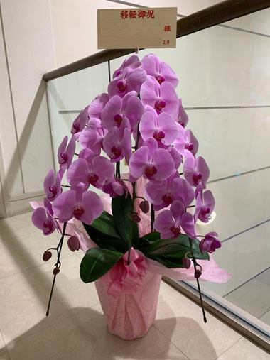 胡蝶蘭ピンク3本立｜お届け一覧｜むつ美花店