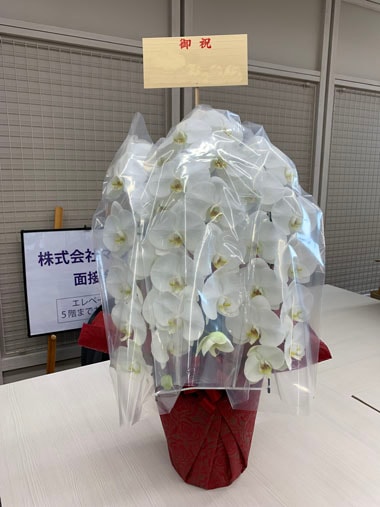 胡蝶蘭白3本立｜お届け一覧｜むつ美花店