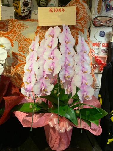 胡蝶蘭ピンク3本立｜お届け一覧｜むつ美花店