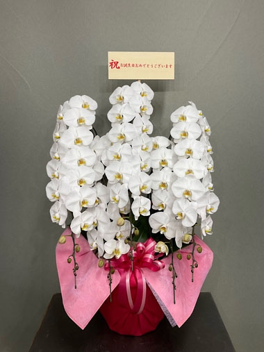 胡蝶蘭白5本立｜お届け一覧｜むつ美花店