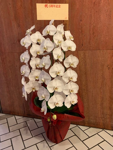 胡蝶蘭白3本立｜お届け一覧｜むつ美花店
