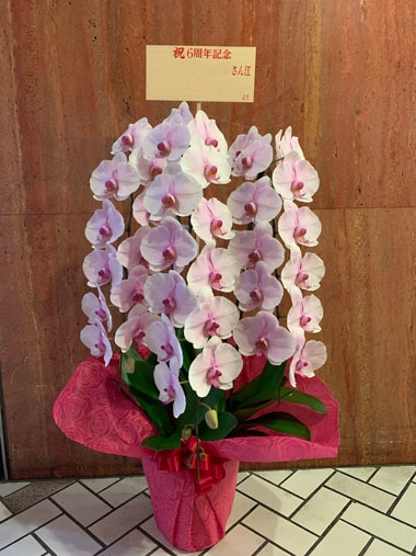 胡蝶蘭赤白3本立｜お届け一覧｜むつ美花店