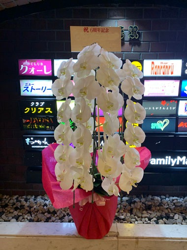 胡蝶蘭白3本立｜お届け一覧｜むつ美花店