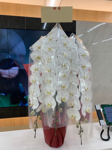 胡蝶蘭白3本立｜お届け一覧｜むつ美花店