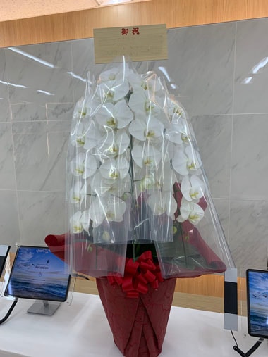 胡蝶蘭白3本立｜お届け一覧｜むつ美花店