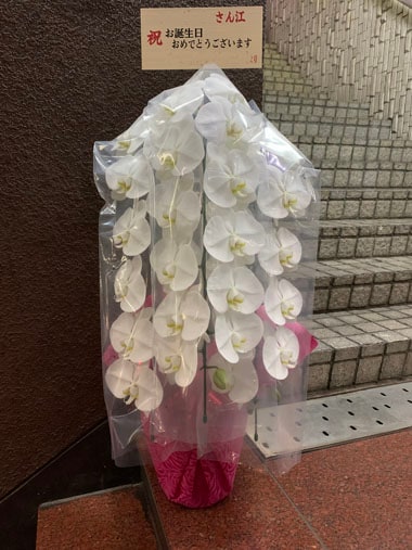 胡蝶蘭白3本立｜お届け一覧｜むつ美花店