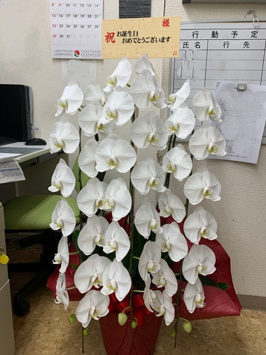 胡蝶蘭白3本立｜お届け一覧｜むつ美花店