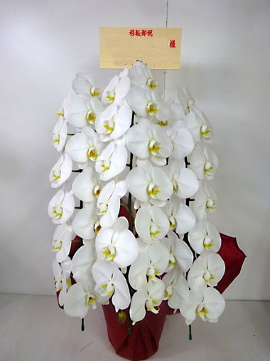胡蝶蘭白3本立｜お届け一覧｜むつ美花店