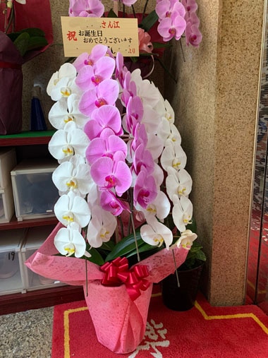 胡蝶蘭ピンクと白3本立｜お届け一覧｜むつ美花店