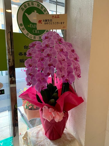 胡蝶蘭ピンク3本立｜お届け一覧｜むつ美花店