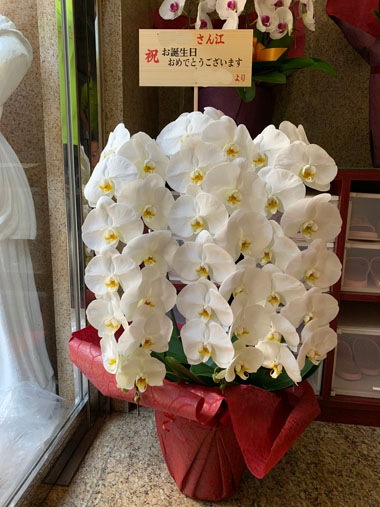 胡蝶蘭白3本立｜お届け一覧｜むつ美花店