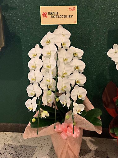 胡蝶蘭白3本立｜お届け一覧｜むつ美花店