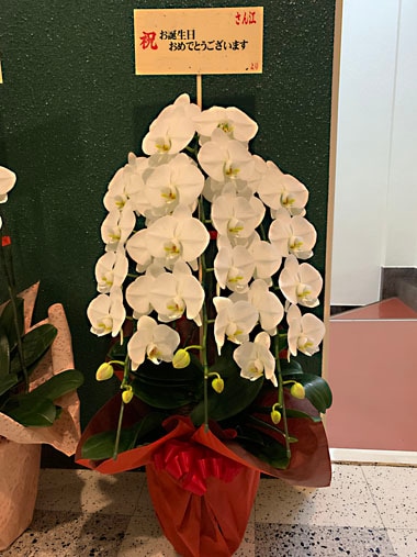 胡蝶蘭白3本立｜お届け一覧｜むつ美花店
