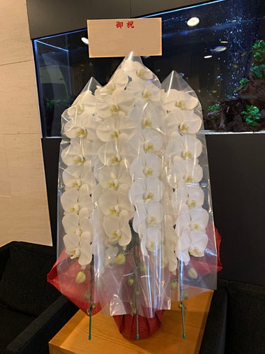 胡蝶蘭白3本立｜お届け一覧｜むつ美花店