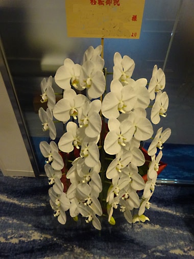 胡蝶蘭白3本立｜お届け一覧｜むつ美花店