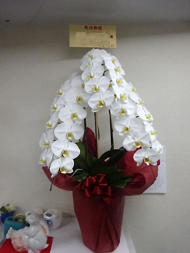 胡蝶蘭白3本立｜お届け一覧｜むつ美花店