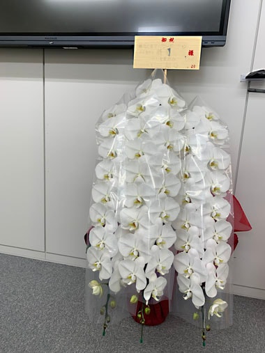 胡蝶蘭白3本立｜お届け一覧｜むつ美花店