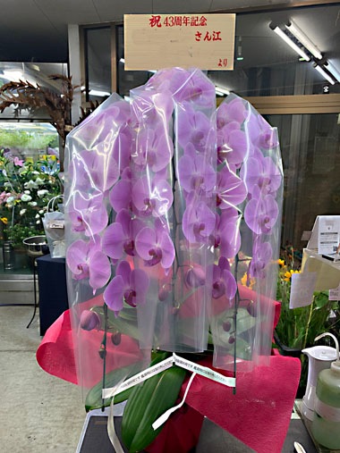 胡蝶蘭ピンク3本立｜お届け一覧｜むつ美花店