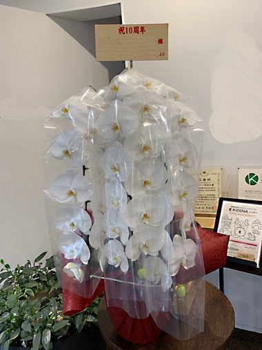胡蝶蘭白3本立｜お届け一覧｜むつ美花店