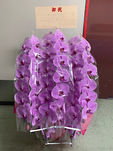 胡蝶蘭ピンク5本立｜お届け一覧｜むつ美花店