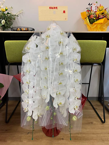胡蝶蘭白3本立｜お届け一覧｜むつ美花店