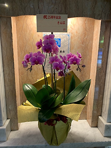 ミディ胡蝶蘭3本立｜お届け一覧｜むつ美花店