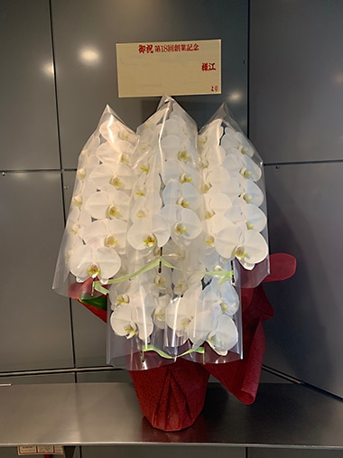 胡蝶蘭白5本立｜お届け一覧｜むつ美花店