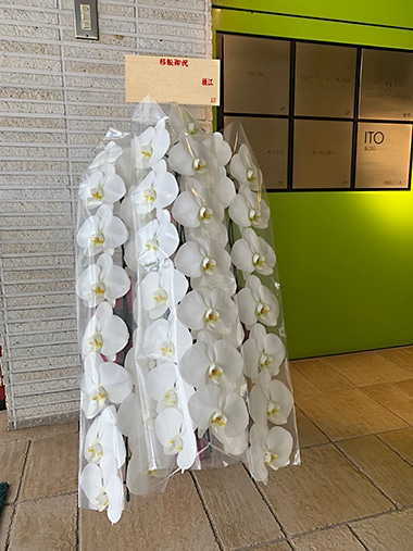 胡蝶蘭白3本立｜お届け一覧｜むつ美花店