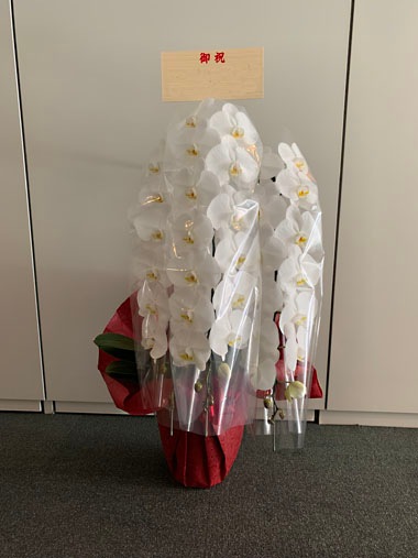 胡蝶蘭白3本立｜お届け一覧｜むつ美花店