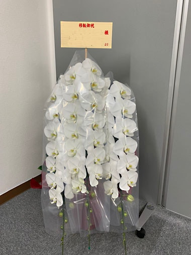 胡蝶蘭白3本立｜お届け一覧｜むつ美花店