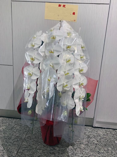 胡蝶蘭白3本立｜すべての商品｜むつ美花店