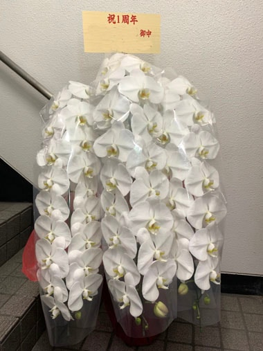 胡蝶蘭白3本立｜すべての商品｜むつ美花店