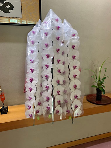 胡蝶蘭赤白3本立｜すべての商品｜むつ美花店