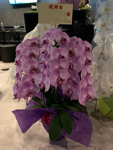 胡蝶蘭ピンク3本立｜すべての商品｜むつ美花店