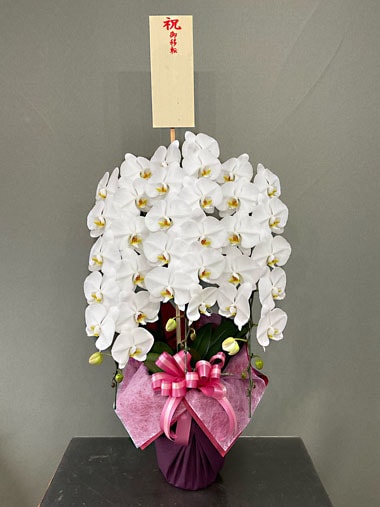 胡蝶蘭白3本立｜すべての商品｜むつ美花店