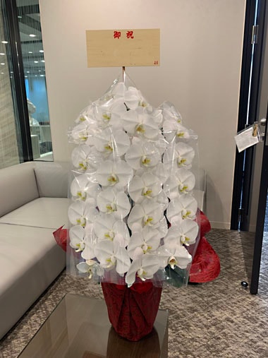 胡蝶蘭白3本立｜すべての商品｜むつ美花店