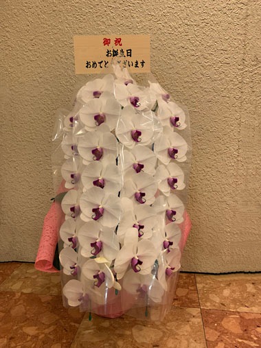 胡蝶蘭赤白3本立｜すべての商品｜むつ美花店