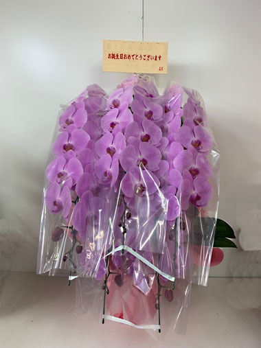 胡蝶蘭ピンク5本立｜すべての商品｜むつ美花店