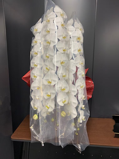 胡蝶蘭白3本立｜すべての商品｜むつ美花店